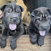 Satin black boy, a male Chinese Shar-Pei for sale in West Palm Beach, FL – Photo 3 of 9