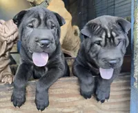 processed/f857a35f-a2db-4894-9609-5e60acbea6d5/listing/8cbc288a-0749-4154-9ff7-1541a3f8633d/584c2f6e-500d-4dbd-942c-5f368bcb1ee4