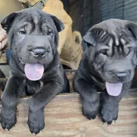 Satin black boy, a male Chinese Shar-Pei for sale in West Palm Beach, FL – Photo 7 of 9