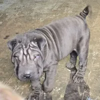 Satin black boy, a male Chinese Shar-Pei for sale in West Palm Beach, FL – Photo 2 of 9