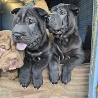 Satin black boy, a male Chinese Shar-Pei for sale in West Palm Beach, FL – Photo 9 of 9