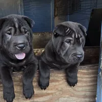 Satin black boy, a male Chinese Shar-Pei for sale in West Palm Beach, FL – Photo 4 of 9