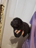 Satin black female , a female Chinese Shar-Pei for sale in Atlanta, GA – 4 of 10