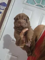 Chocolate dilute boy , a male Chinese Shar-Pei for sale in Atlanta, GA – 2 of 9