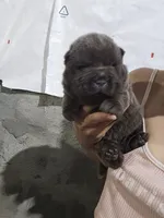 Bear coat blue girl, a female Chinese Shar-Pei for sale in Atlanta, GA – 6 of 10