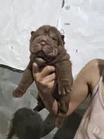 Chocolate dilute girl , a female Chinese Shar-Pei for sale in Atlanta, GA – 4 of 9