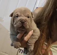 Blue girl, a female Chinese Shar-Pei for sale in Atlanta, GA – 3 of 9