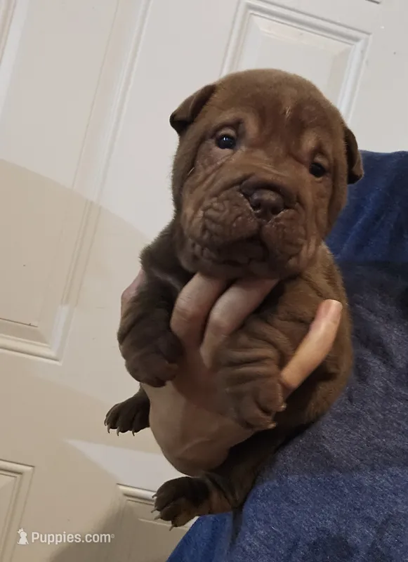 Chocolate dilute boy  – Chinese Shar-Pei puppy for sale in Atlanta, GA