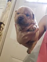 Apricot girl dark nose, a female Chinese Shar-Pei for sale in Atlanta, GA – 2 of 10