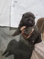 Bear coat blue girl, a female Chinese Shar-Pei for sale in Atlanta, GA – 4 of 10