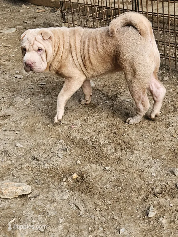 Albino champagne girl – Chinese Shar-Pei puppy for sale in Atlanta, GA