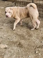 Albino champagne girl, a female Chinese Shar-Pei for sale in Atlanta, GA – 2 of 10