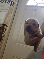 Apricot girl dark nose, a female Chinese Shar-Pei for sale in Atlanta, GA – 6 of 10