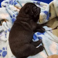 Satin  black boy, a male Chinese Shar-Pei for sale in West Palm Beach, FL – Photo 4 of 6