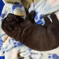 Satin  black boy, a male Chinese Shar-Pei for sale in West Palm Beach, FL – Photo 3 of 6