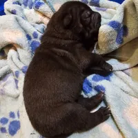 Satin  black boy, a male Chinese Shar-Pei for sale in West Palm Beach, FL – Photo 6 of 6
