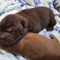 Satin  black boy, a male Chinese Shar-Pei for sale in West Palm Beach, FL – Photo 5 of 6
