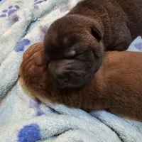 Satin  black boy, a male Chinese Shar-Pei for sale in West Palm Beach, FL – Photo 1 of 6