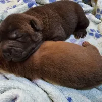 Satin  black boy, a male Chinese Shar-Pei for sale in West Palm Beach, FL – Photo 2 of 6
