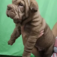 Chocolate dilute, a male Chinese Shar-Pei for sale in West Palm Beach, FL – Photo 2 of 8
