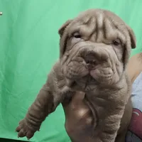 Chocolate dilute, a male Chinese Shar-Pei for sale in West Palm Beach, FL – Photo 5 of 8