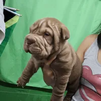 Chocolate dilute, a male Chinese Shar-Pei for sale in West Palm Beach, FL – Photo 6 of 8