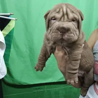 Chocolate dilute, a male Chinese Shar-Pei for sale in West Palm Beach, FL – Photo 3 of 8