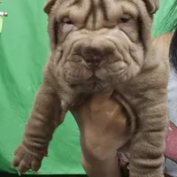 Chocolate dilute, a male Chinese Shar-Pei for sale in West Palm Beach, FL – Photo 1 of 8