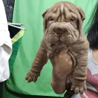 Chocolate dilute, a male Chinese Shar-Pei for sale in West Palm Beach, FL – Photo 8 of 8