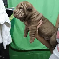 Chocolate dilute, a male Chinese Shar-Pei for sale in West Palm Beach, FL – Photo 7 of 8