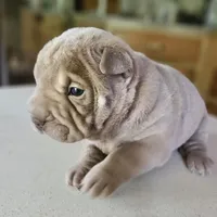 Blue lilac girl, a female Chinese Shar-Pei for sale in West Palm Beach, FL – Photo 3 of 6
