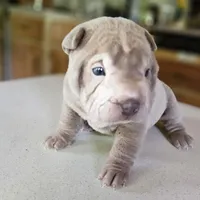 Blue lilac girl, a female Chinese Shar-Pei for sale in West Palm Beach, FL – Photo 2 of 6