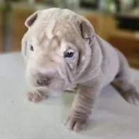 Blue lilac girl, a female Chinese Shar-Pei for sale in West Palm Beach, FL – Photo 1 of 6