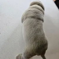 Blue lilac girl, a female Chinese Shar-Pei for sale in West Palm Beach, FL – Photo 6 of 6