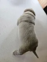 processed/f857a35f-a2db-4894-9609-5e60acbea6d5/listing/9c63b456-9f3e-494b-b4d1-8862d6cc902b/8b7996f5-2646-4aa2-9294-5c8fbc52f581