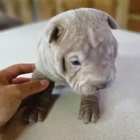 Blue lilac girl, a female Chinese Shar-Pei for sale in West Palm Beach, FL – Photo 4 of 6