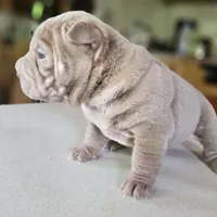 Blue lilac girl, a female Chinese Shar-Pei for sale in West Palm Beach, FL – Photo 5 of 6