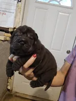 Satin black female , a female Chinese Shar-Pei for sale in Atlanta, GA – 10 of 10