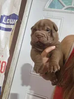 Chocolate dilute boy , a male Chinese Shar-Pei for sale in Atlanta, GA – 4 of 9