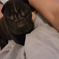 Satin black girl, a female Chinese Shar-Pei for sale in West Palm Beach, FL – Photo 6 of 10