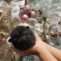 Satin black girl, a female Chinese Shar-Pei for sale in West Palm Beach, FL – Photo 4 of 10