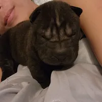 Satin black girl, a female Chinese Shar-Pei for sale in West Palm Beach, FL – Photo 3 of 10