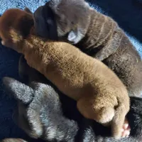 Satin black girl, a female Chinese Shar-Pei for sale in West Palm Beach, FL – Photo 2 of 10