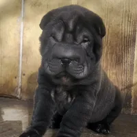Satin black girl, a female Chinese Shar-Pei for sale in West Palm Beach, FL – Photo 7 of 10