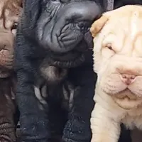 Satin black girl, a female Chinese Shar-Pei for sale in West Palm Beach, FL – Photo 5 of 10