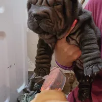 Satin black girl, a female Chinese Shar-Pei for sale in West Palm Beach, FL – Photo 9 of 10