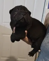Satin black boy , a male Chinese Shar-Pei for sale in Atlanta, GA – 10 of 10