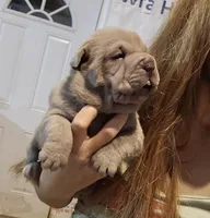 Blue girl, a female Chinese Shar-Pei for sale in Atlanta, GA – 8 of 9