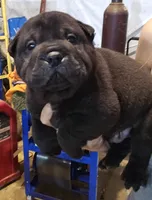Satin black boy , a male Chinese Shar-Pei for sale in Atlanta, GA – 8 of 10