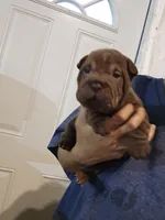 Chocolate dilute boy , a male Chinese Shar-Pei for sale in Atlanta, GA – 6 of 10